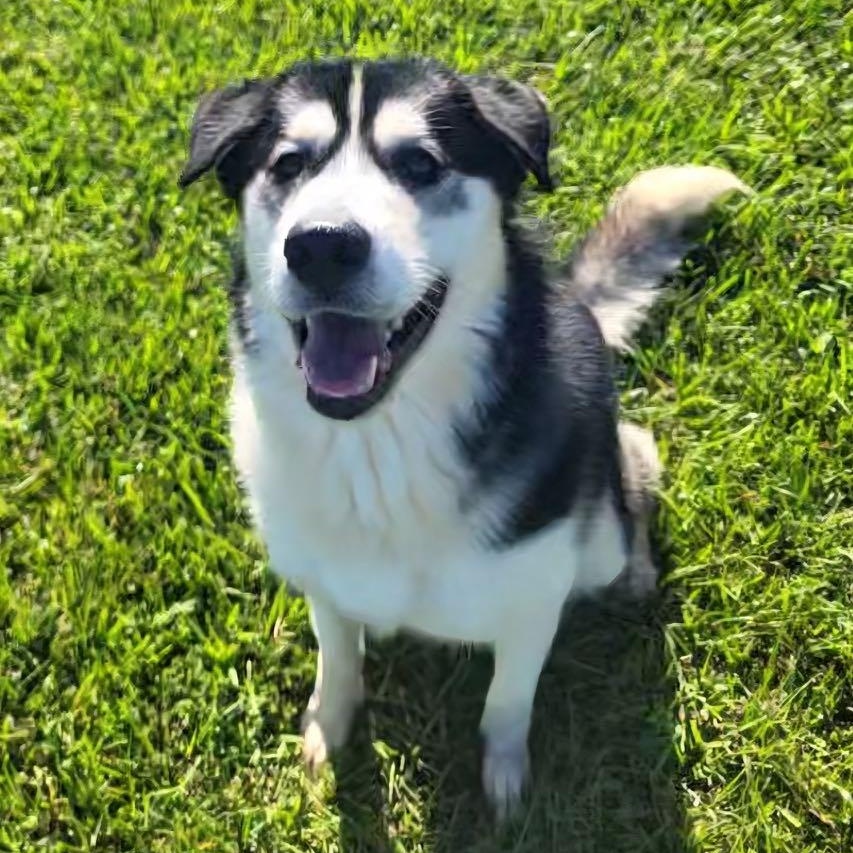 Enlarge Piper, an adoption pending mixed breed in Myrtle Beach, SC image 1/4