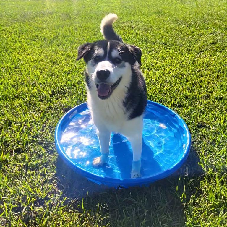 Enlarge Piper, an adoption pending mixed breed in Myrtle Beach, SC image 2/4
