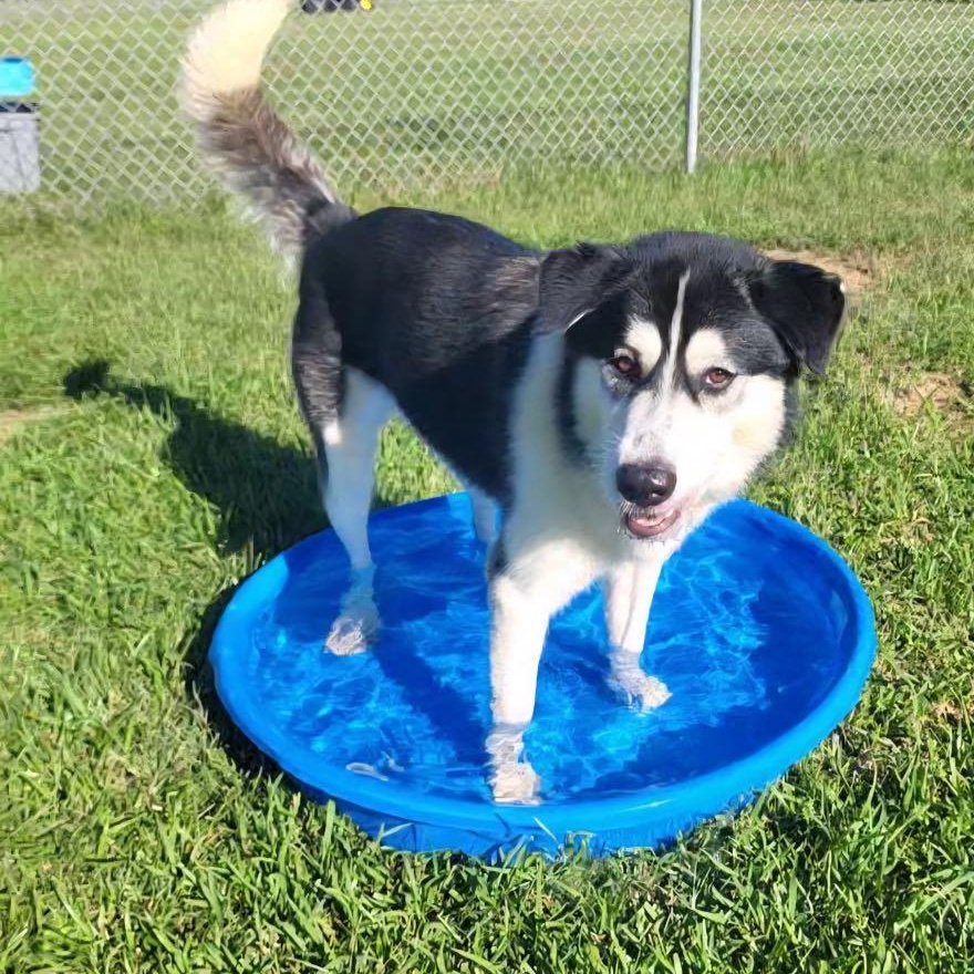 Enlarge Piper, an adoption pending mixed breed in Myrtle Beach, SC image 4/4