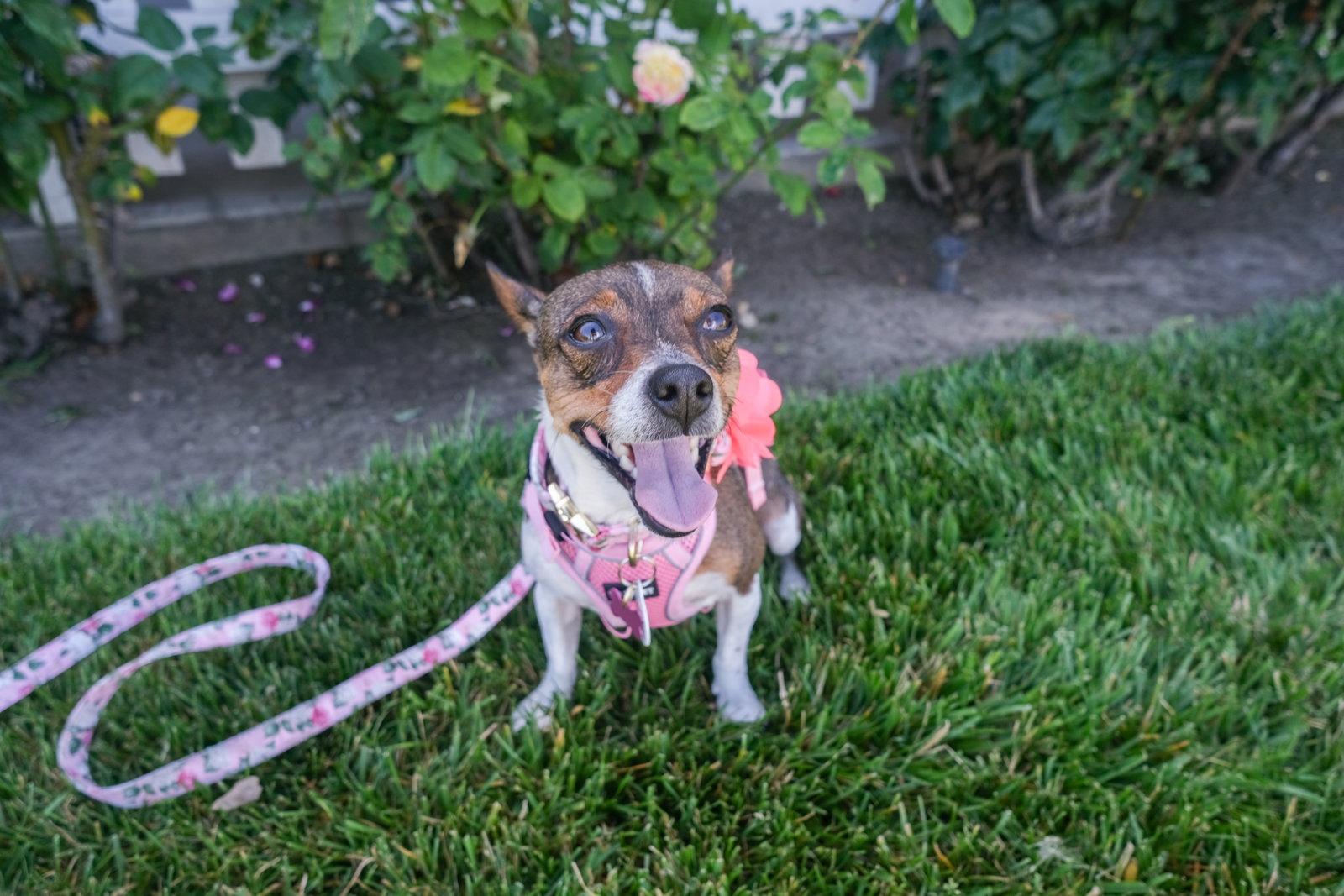 Ally, Adopted, Adult Female Rat Terrier & Chihuahua.