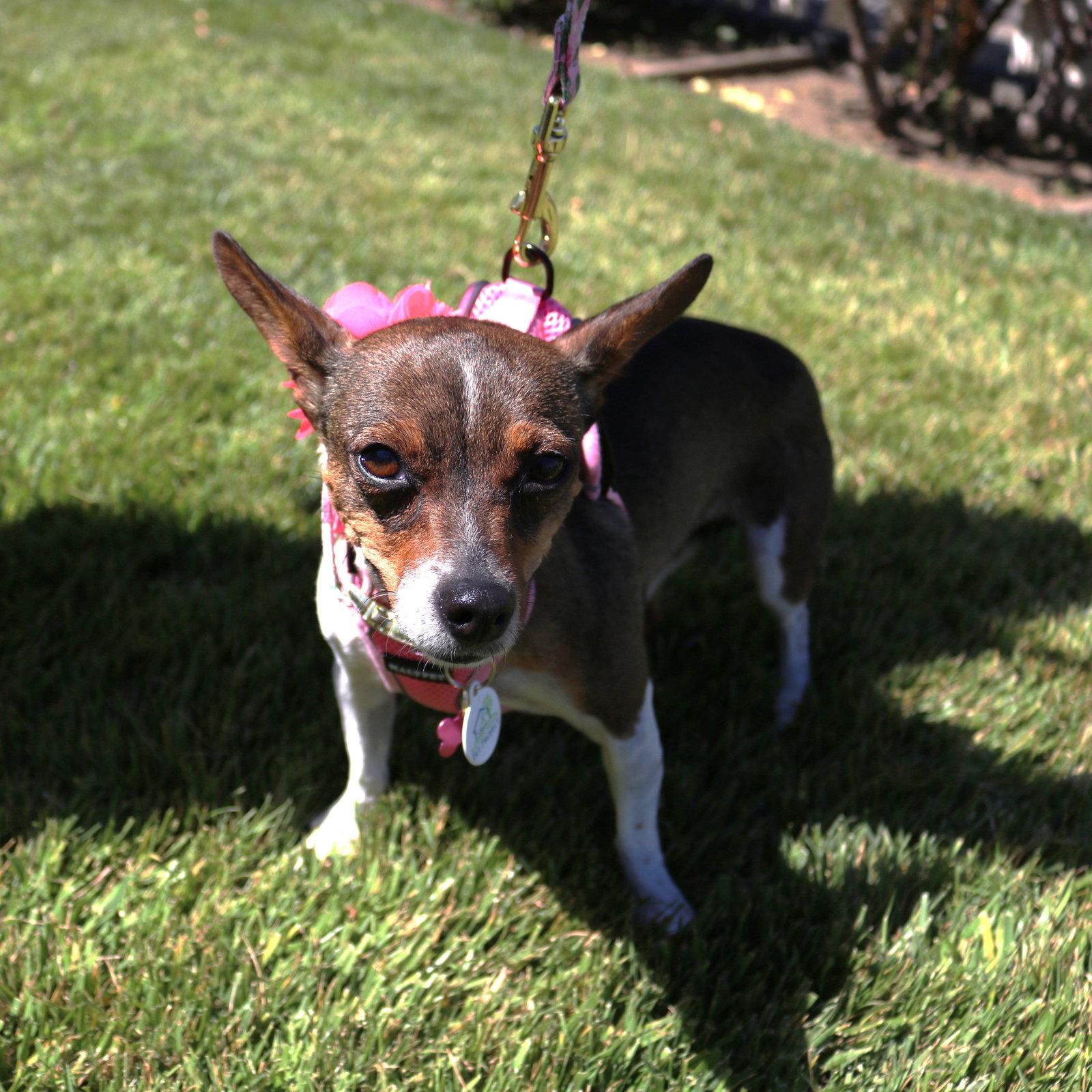 Enlarge Ally, a Adopted mixed breed in San Jose, CA image 2/3