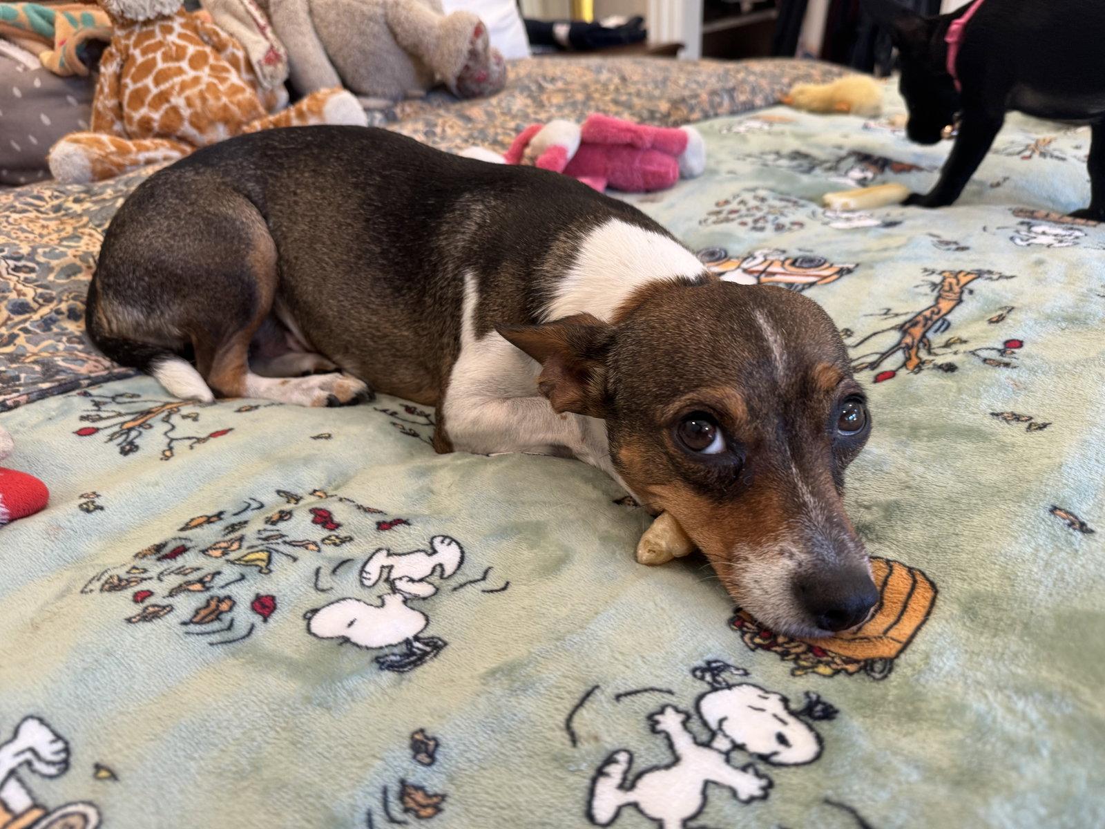 Enlarge Ally, a Adopted mixed breed in San Jose, CA image 3/3