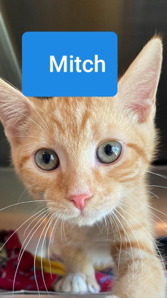 MITCH, Adopted, Adult Male Domestic Short Hair.
