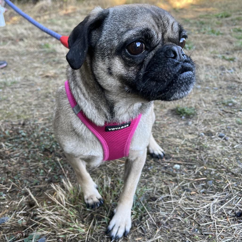 Poppy, Adoptable, Adult Female Pug & Beagle.