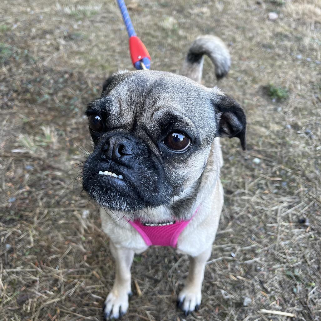 Enlarge Poppy, a Adoptable mixed breed in Port Angeles, WA image 2/4