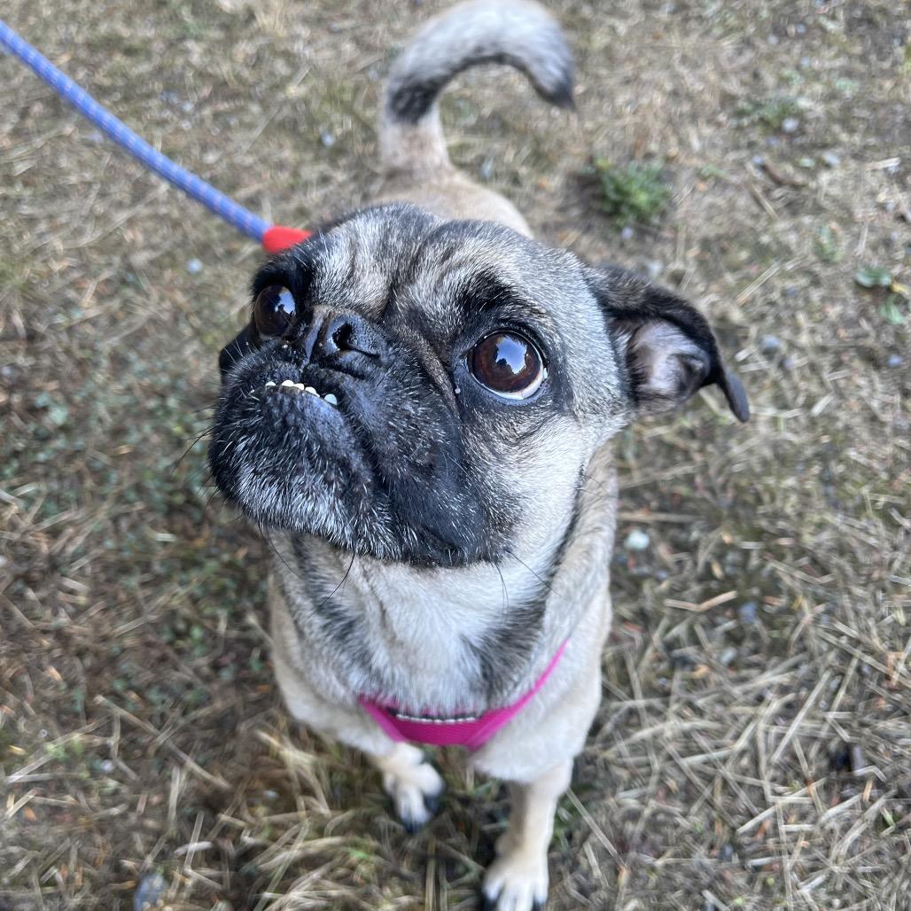 Enlarge Poppy, a Adoptable mixed breed in Port Angeles, WA image 3/4