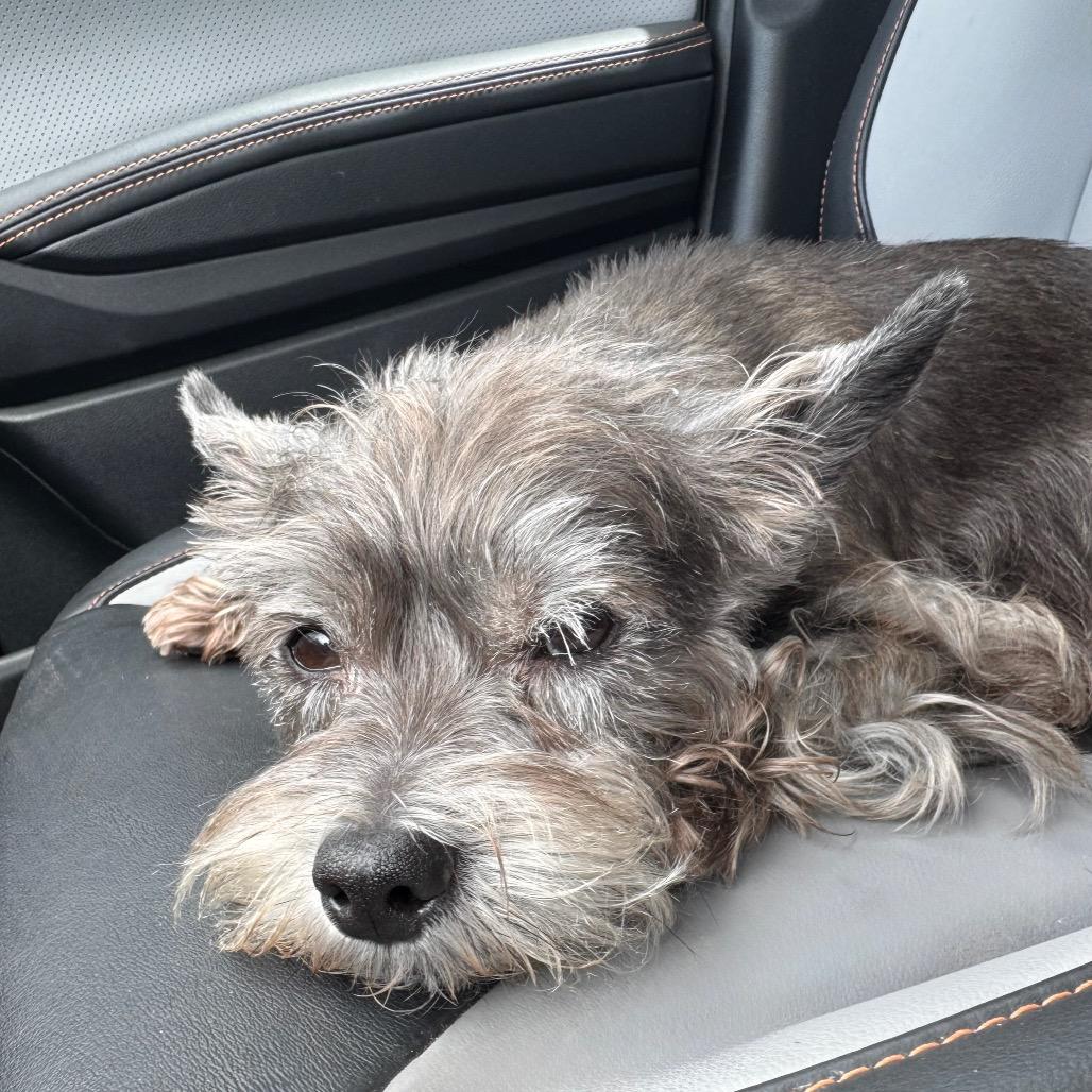 Sophie, a Adoptable mixed breed in Conroe, TX image 5/5