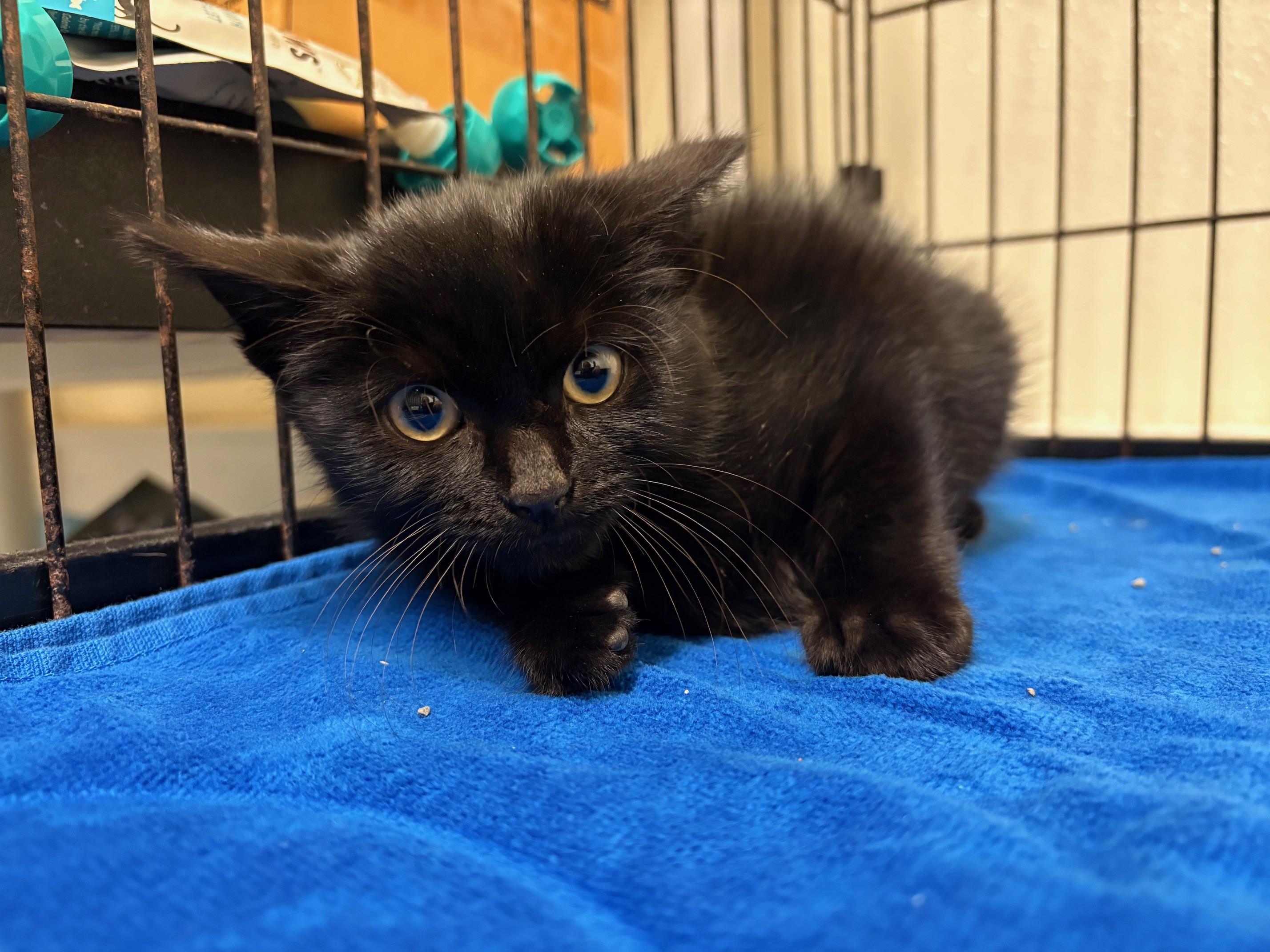 Enlarge Socket, a Adopted Domestic Short Hair in Pawcatuck, CT image 1/2