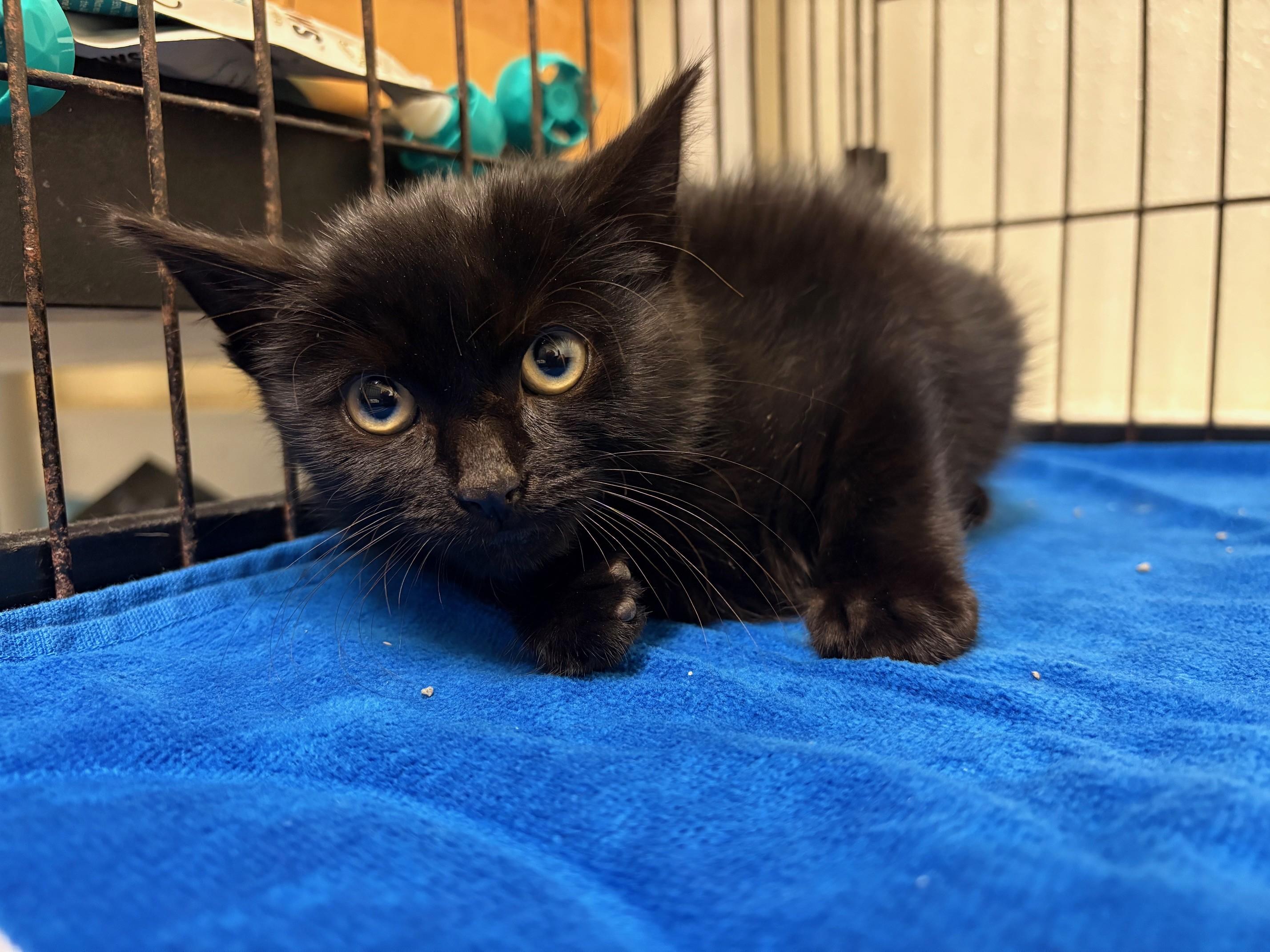 Enlarge Socket, a Adopted Domestic Short Hair in Pawcatuck, CT image 2/2