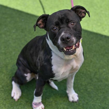 Delilah in Maine, ADOPTABLE, Senior Female Mixed Breed.