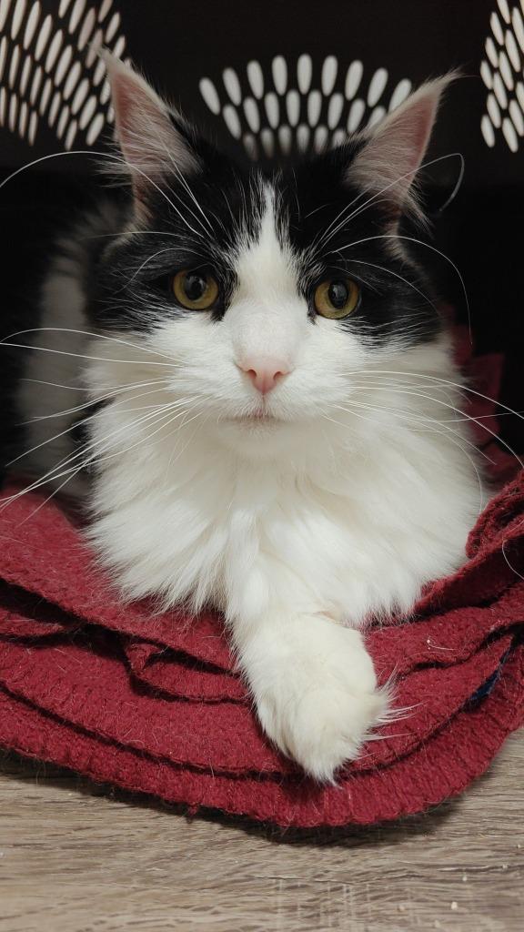 Bandit bonded to Oliver, a Adoptable mixed breed in Boone, IA image 1/5