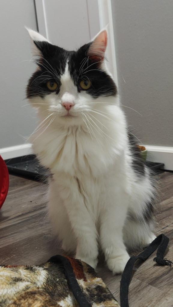 Bandit bonded to Oliver, a Adoptable mixed breed in Boone, IA image 3/5