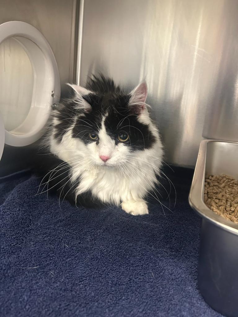 Bandit bonded to Oliver, Adoptable, Adult Male Domestic Short Hair.