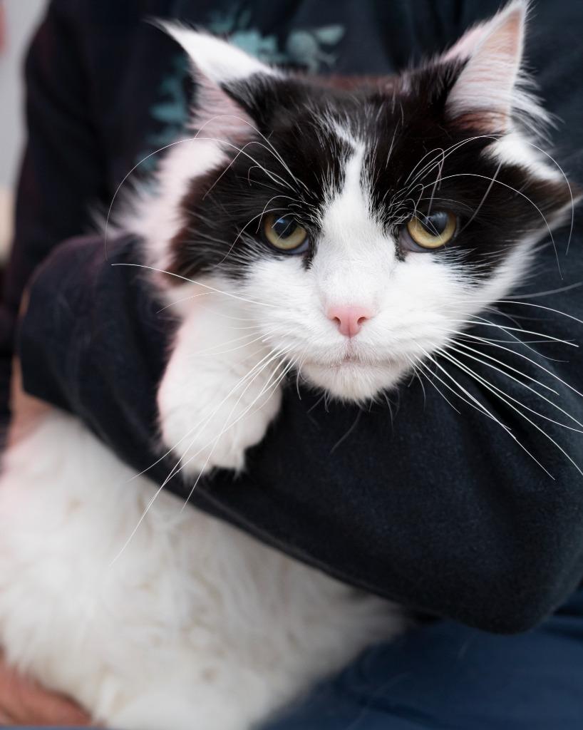 Bandit bonded to Oliver, a Adoptable mixed breed in Boone, IA image 3/5