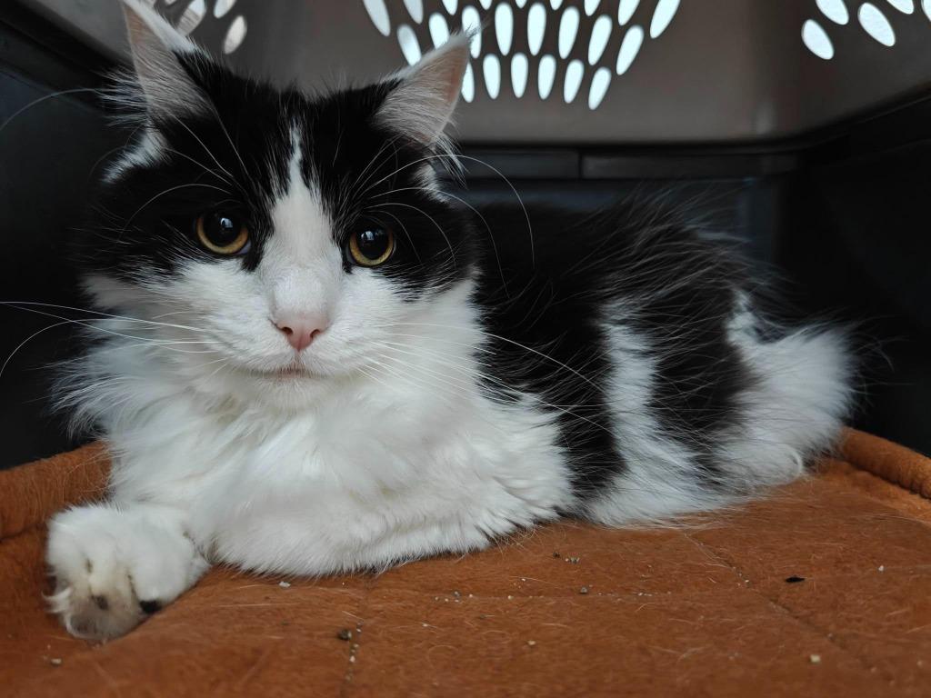 Bandit bonded to Oliver, a Adoptable mixed breed in Boone, IA image 5/5