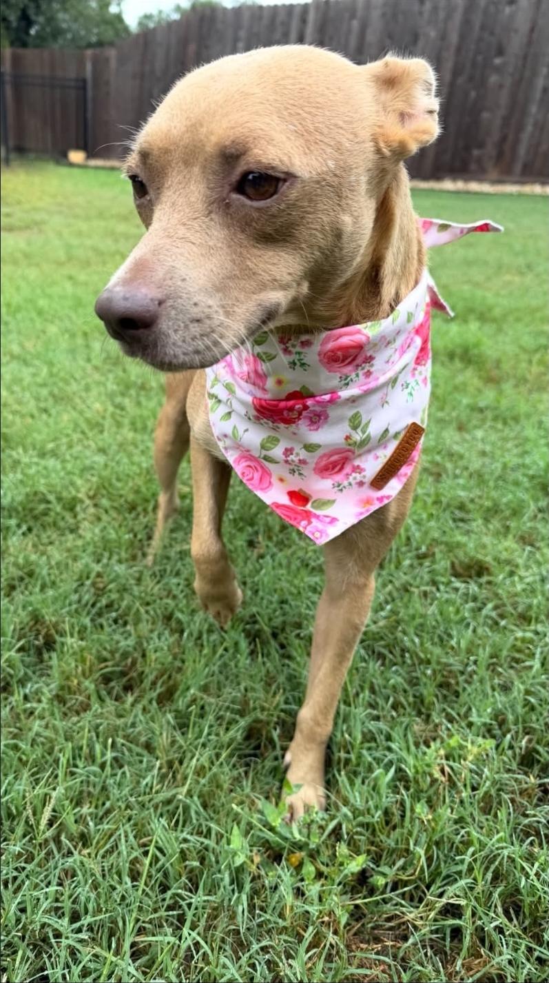 Enlarge Noel, a Adoptable mixed breed in McMurray , PA image 4/5