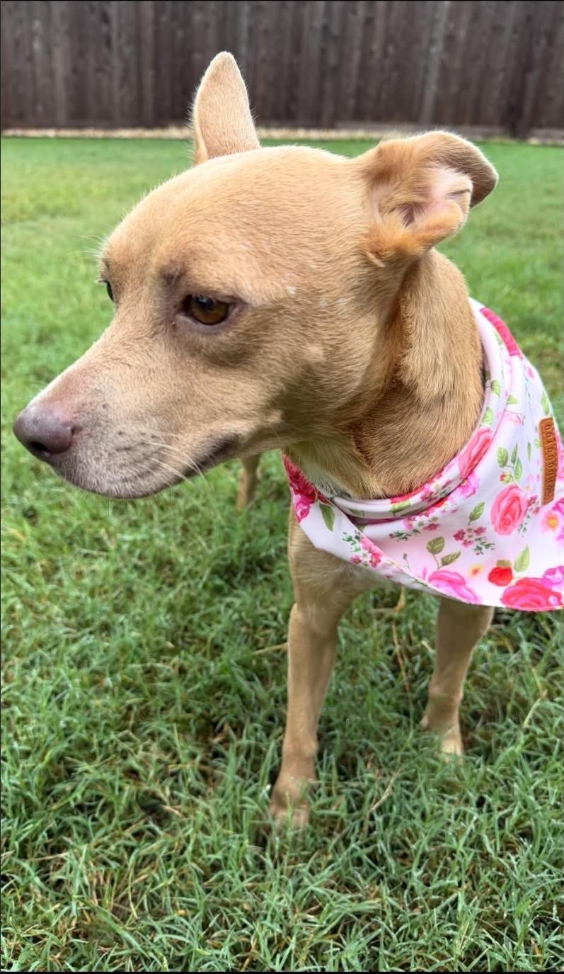Enlarge Noel, a Adoptable mixed breed in McMurray , PA image 5/5