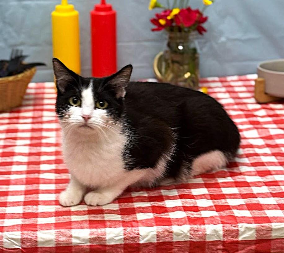 Nyla, Adoptable, Adult Female Domestic Short Hair.