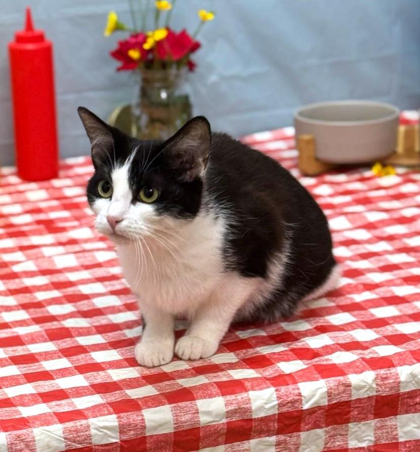 Nyla, a Adoptable mixed breed in Wedowee, AL image 2/6