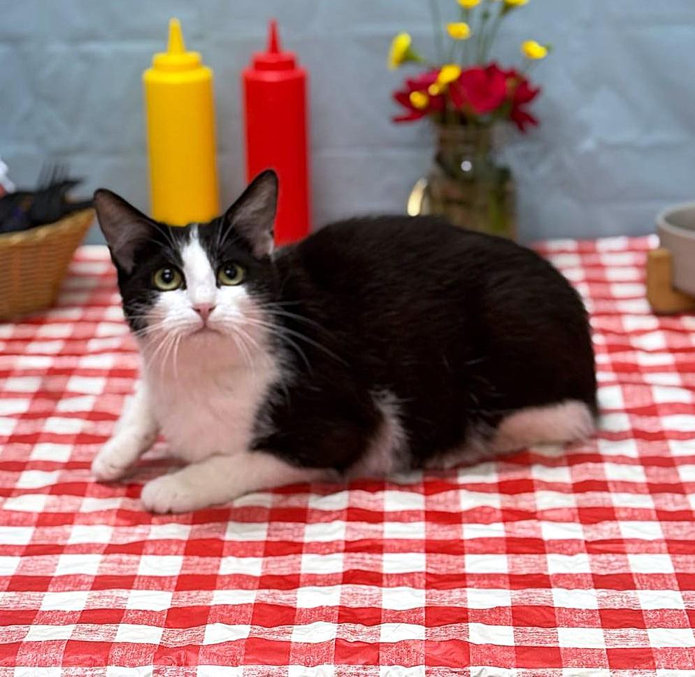 Nyla, a Adoptable mixed breed in Wedowee, AL image 4/6