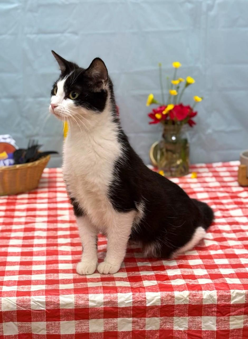 Nyla, a Adoptable mixed breed in Wedowee, AL image 5/6