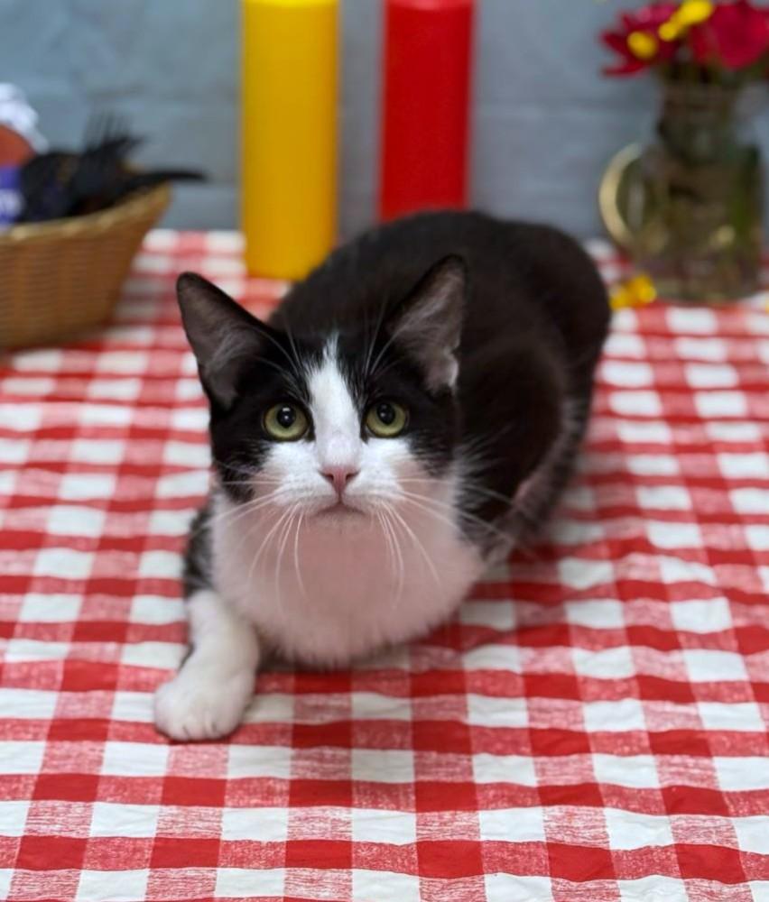 Nyla, a Adoptable mixed breed in Wedowee, AL image 6/6