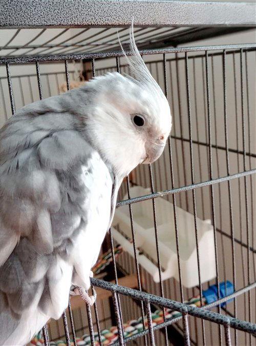 Enlarge Bobo, a Adoptable Cockatiel in Belford, NJ image 1/3