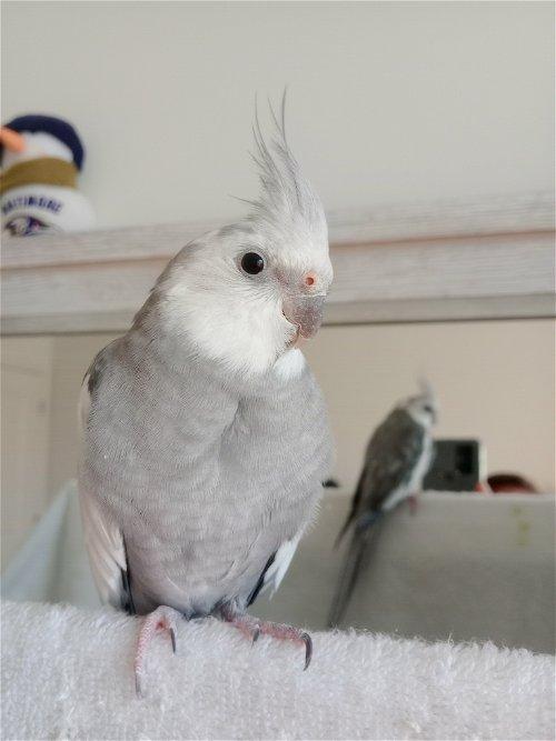 Enlarge Bobo, a Adoptable Cockatiel in Belford, NJ image 2/3