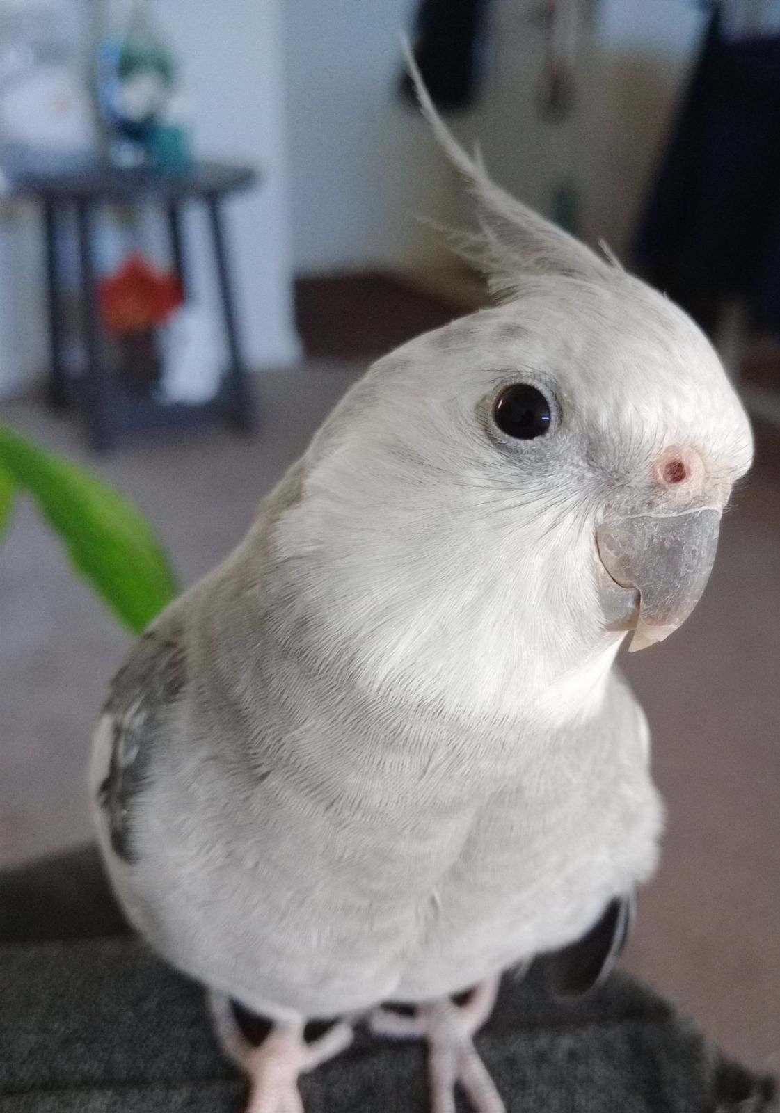 Enlarge Bobo, a Adoptable Cockatiel in Belford, NJ image 3/3