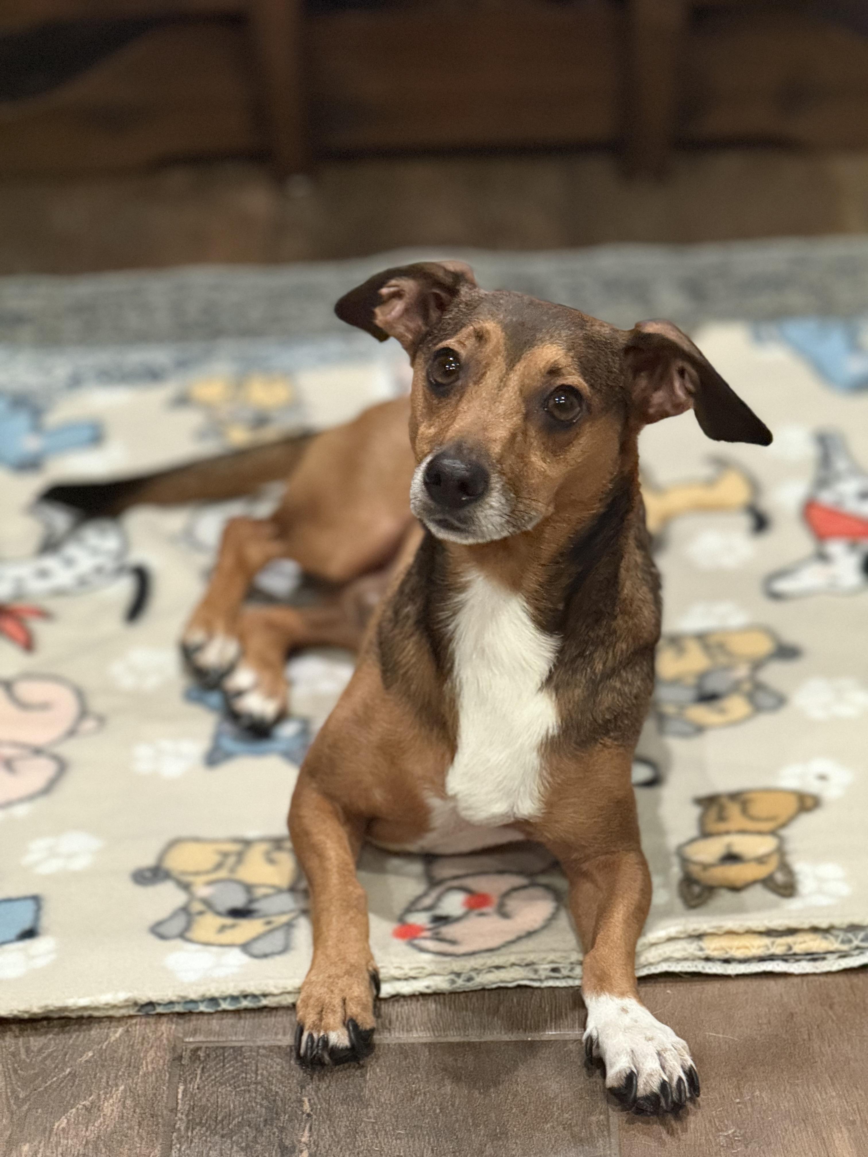 Enlarge Buster, a Adoptable mixed breed in Plant City, FL image 1/4