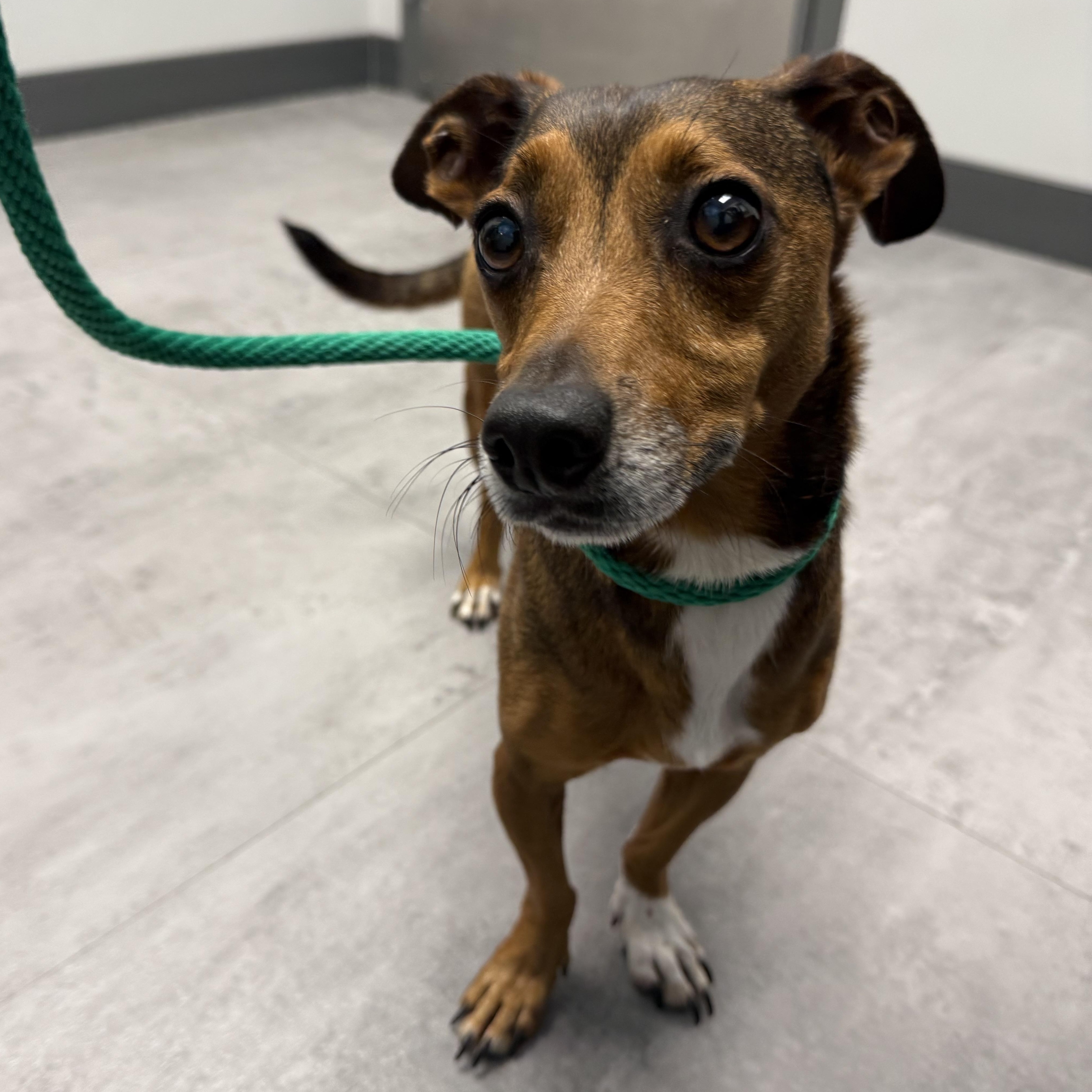 Enlarge Buster, a Adoptable mixed breed in Plant City, FL image 3/4