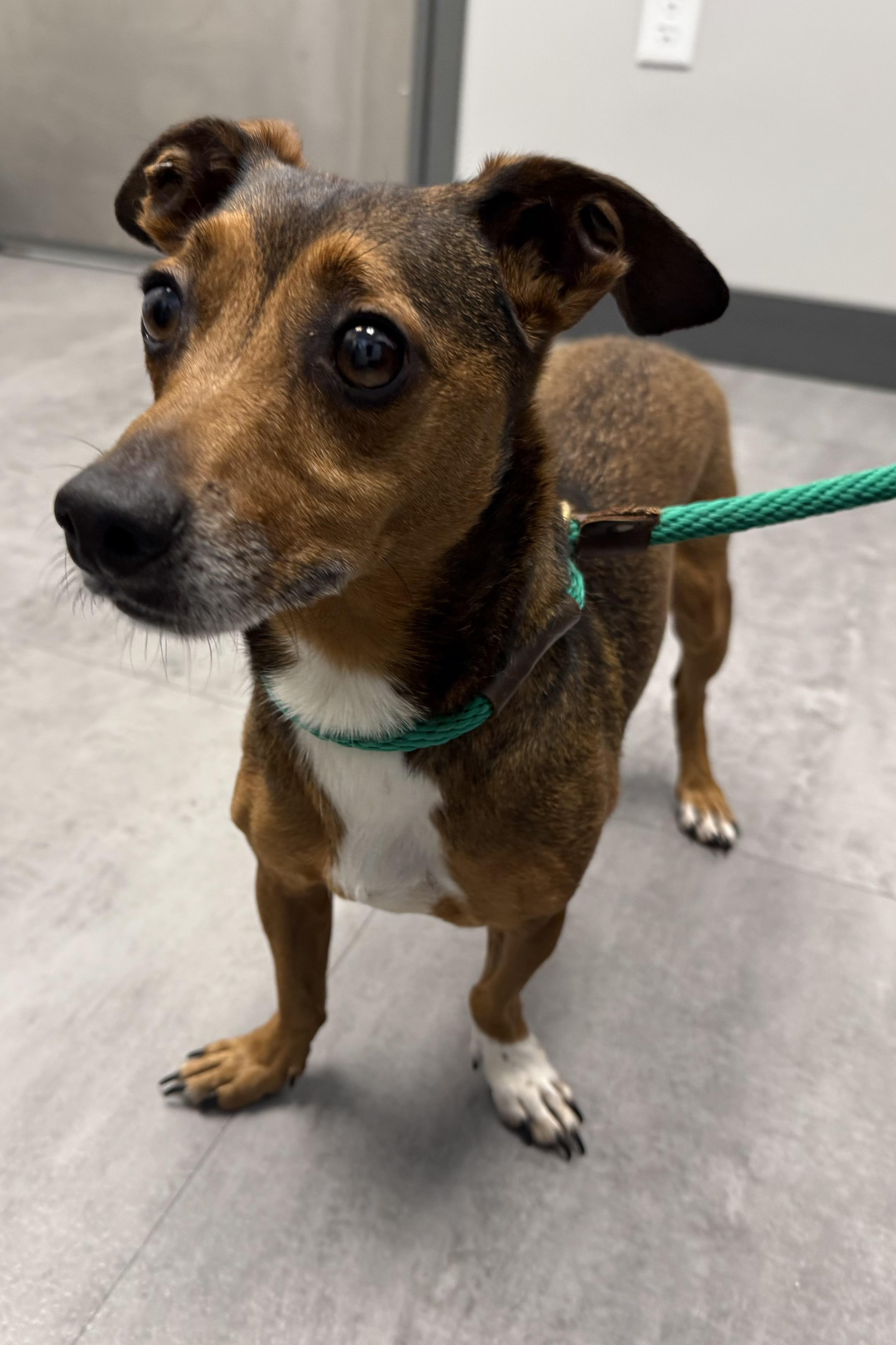 Enlarge Buster, a Adoptable mixed breed in Plant City, FL image 2/4