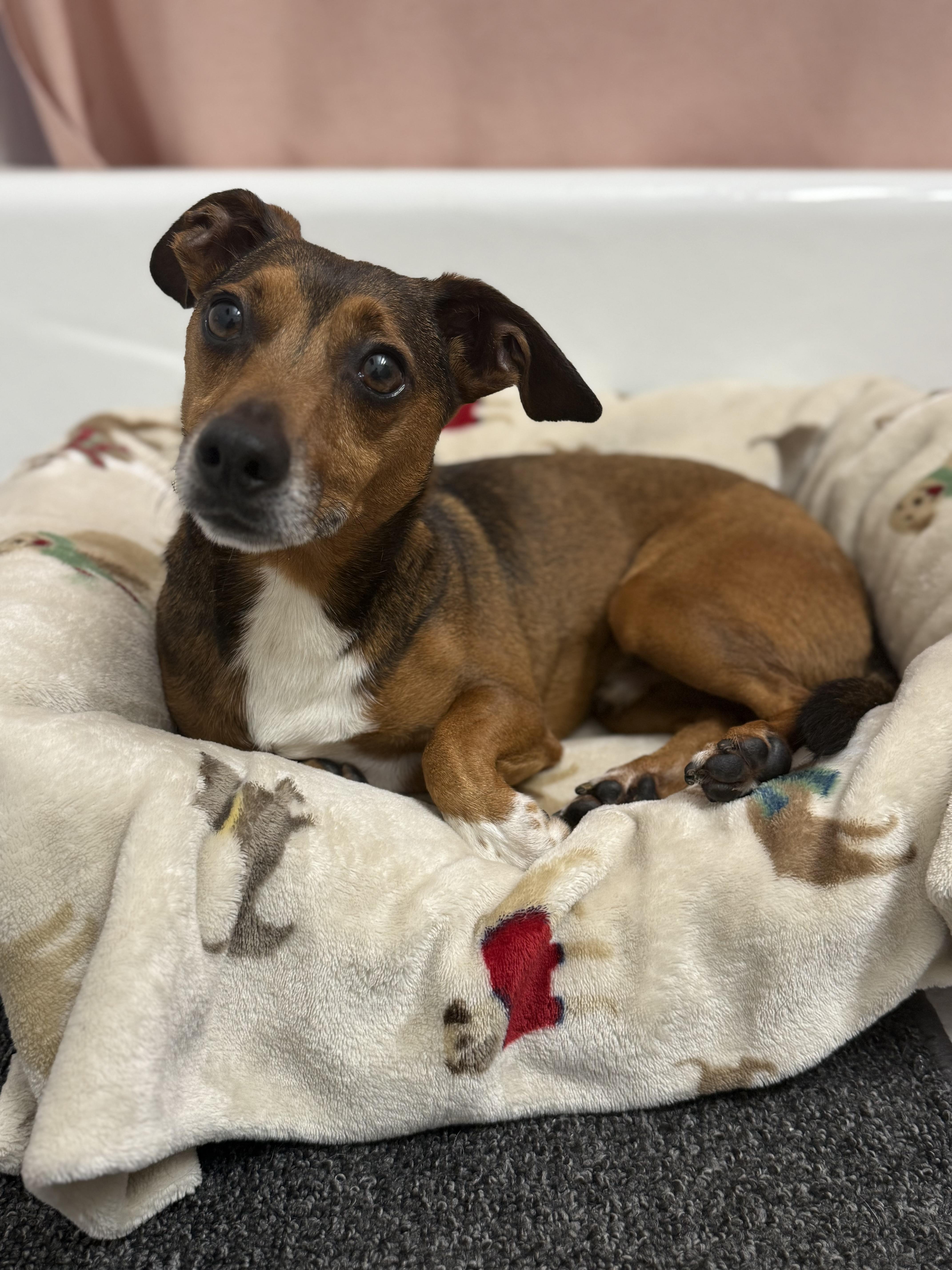 Enlarge Buster, a Adoptable mixed breed in Plant City, FL image 4/4