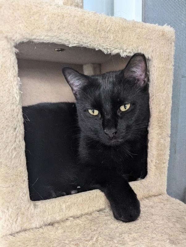 Enlarge Sissy, a Adoptable mixed breed in Ocala, FL image 1/3