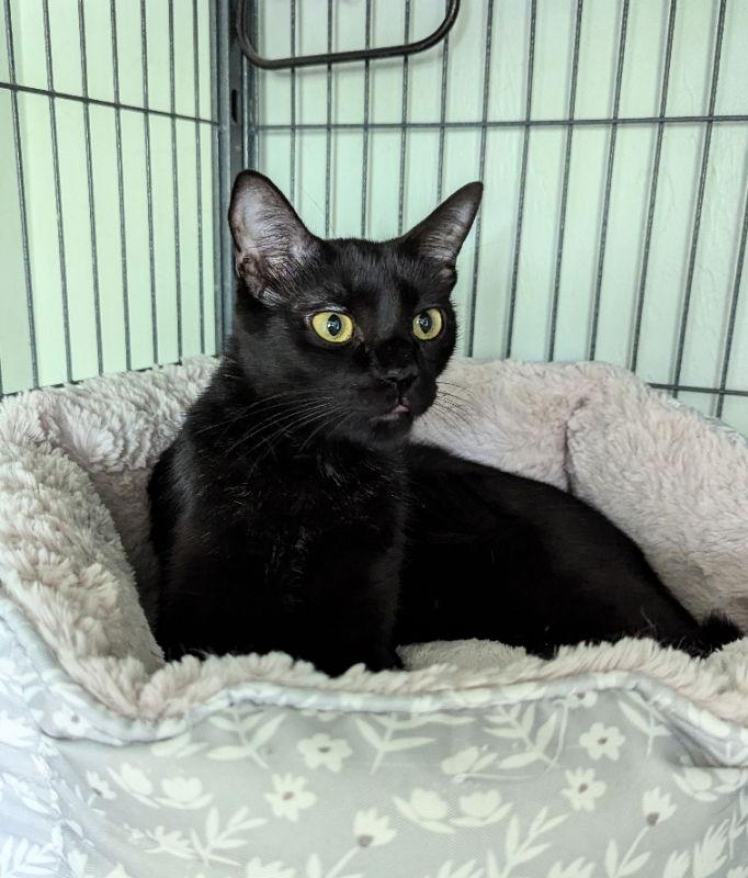 Enlarge Sissy, a Adoptable mixed breed in Ocala, FL image 2/3