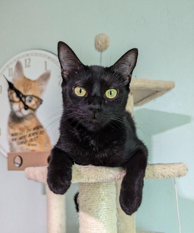 Enlarge Sissy, a Adoptable mixed breed in Ocala, FL image 3/3