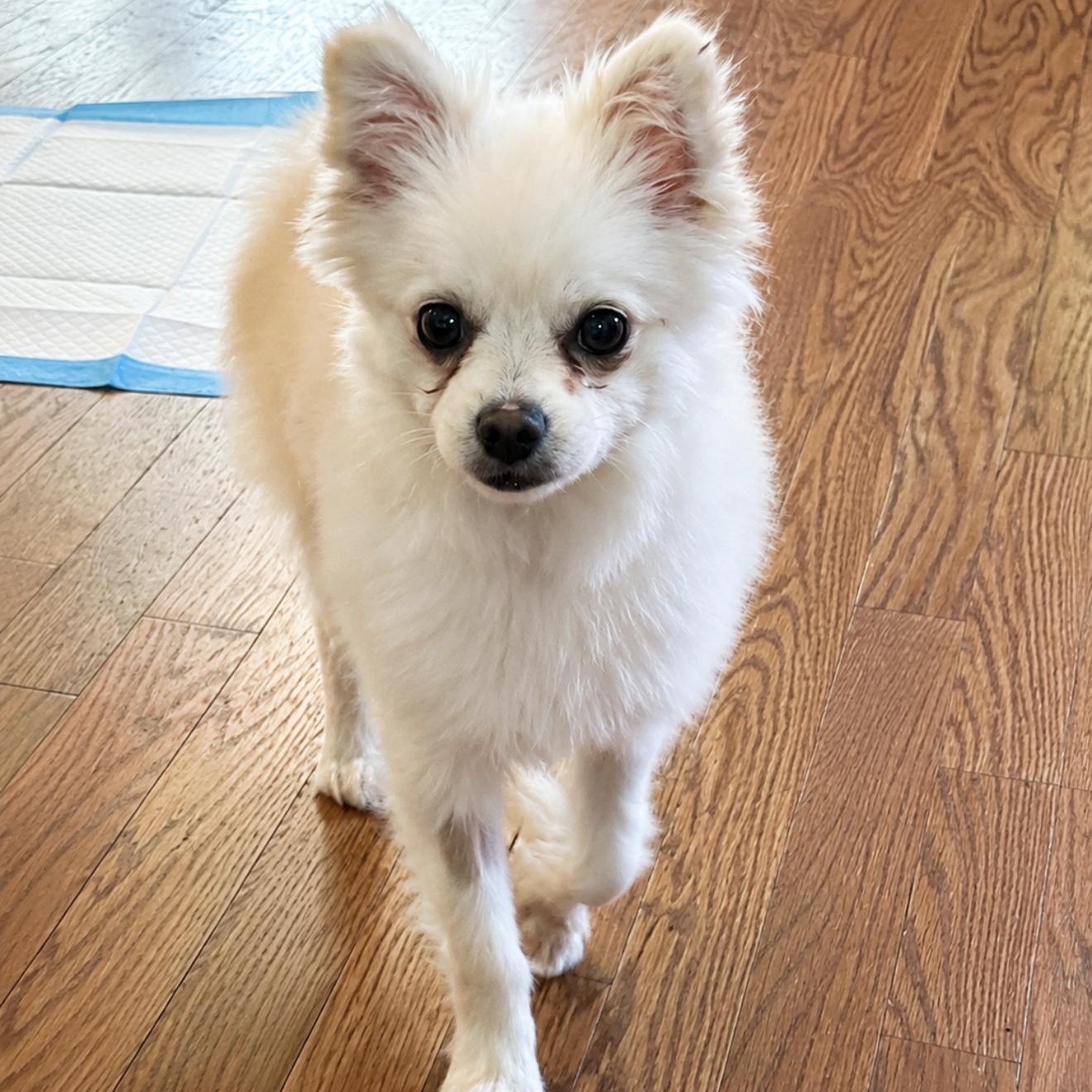 Chive, ADOPTABLE, Young Male Pomeranian & Chihuahua.