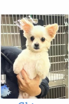 Chive, a ADOPTABLE mixed breed in Copiague, NY image 2/3