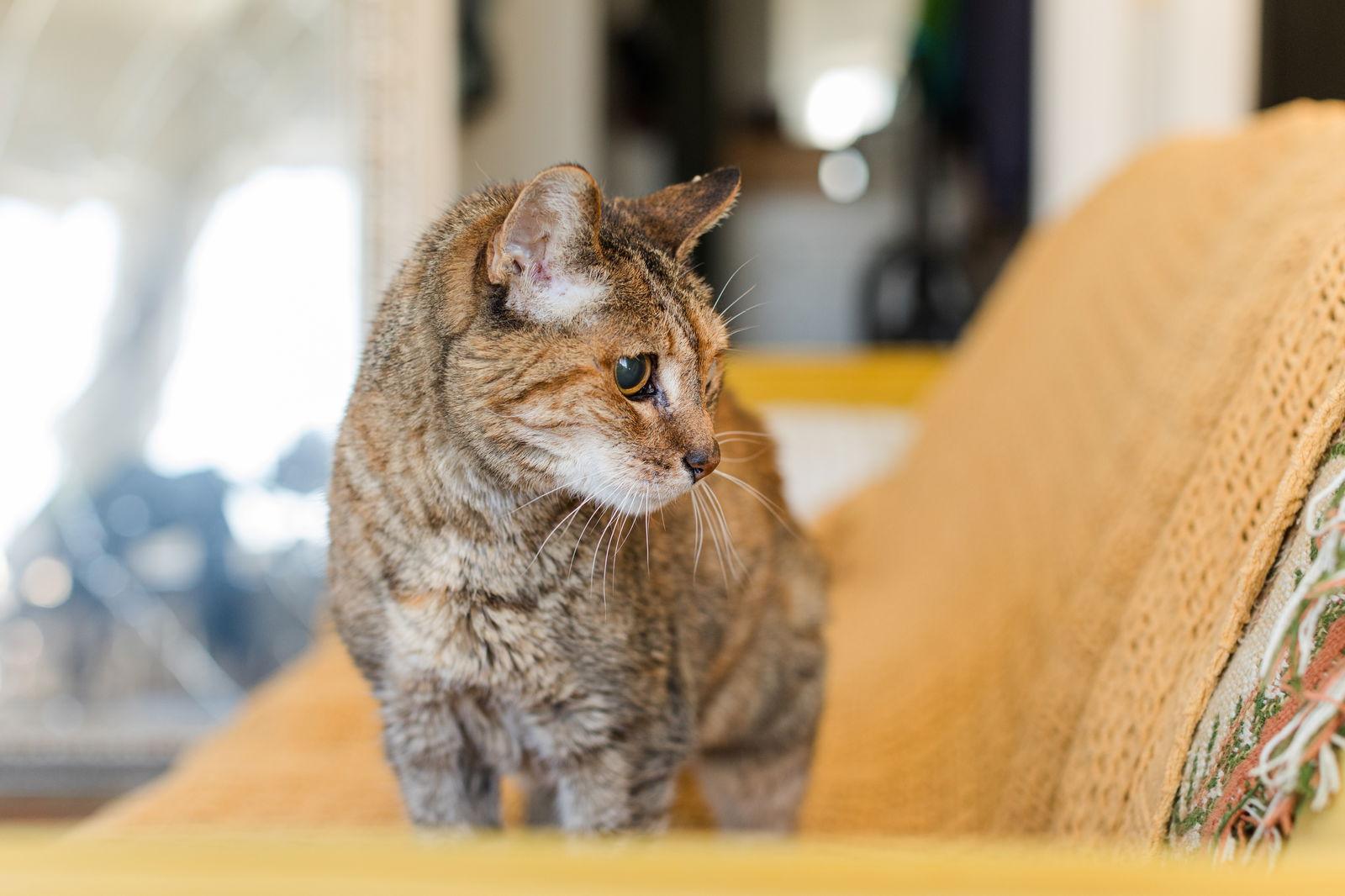 Frances, Adoptable, Senior Female Domestic Short Hair & Torbie.
