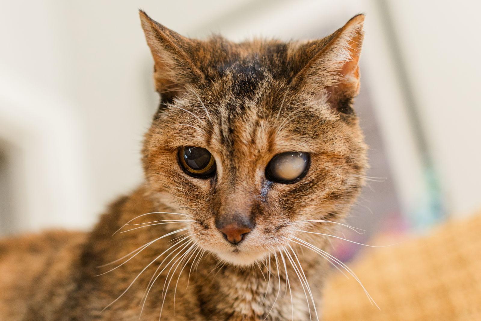 Frances, a Adoptable mixed breed in Oakland, CA image 2/3