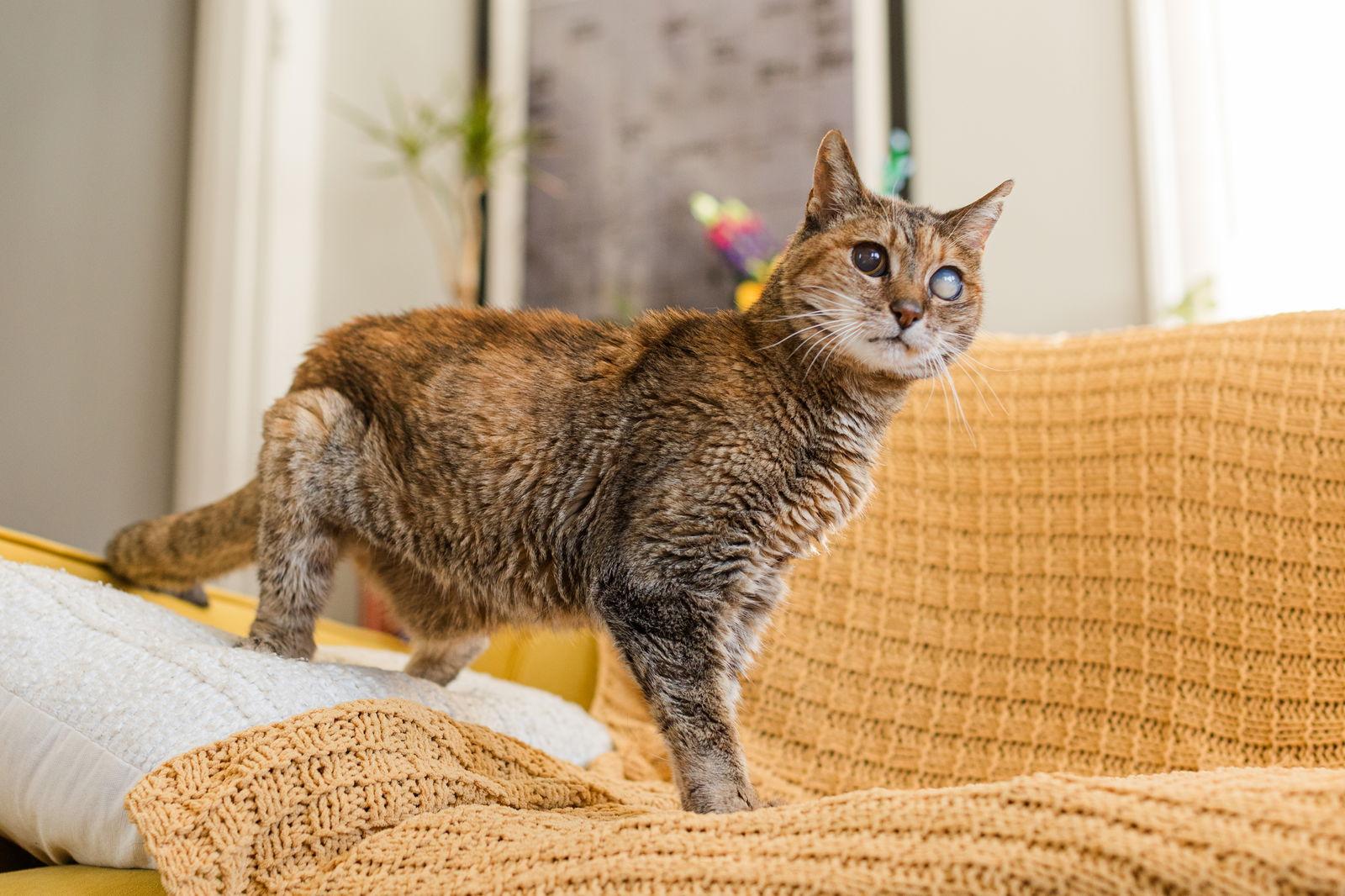 Frances, a Adoptable mixed breed in Oakland, CA image 3/3