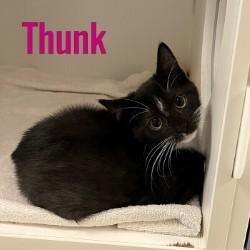 Enlarge Thunk, a Adoptable Domestic Short Hair in Pleasantville, NJ image 1/1