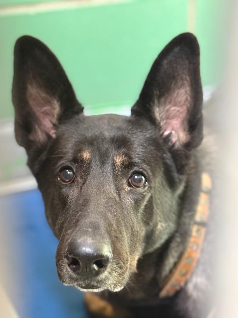 Maya, Adoptable, Adult Female German Shepherd Dog.