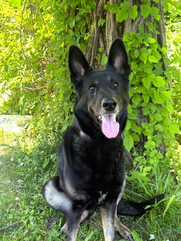 Enlarge Maya, a Adoptable German Shepherd Dog in Pomona, NY image 2/2
