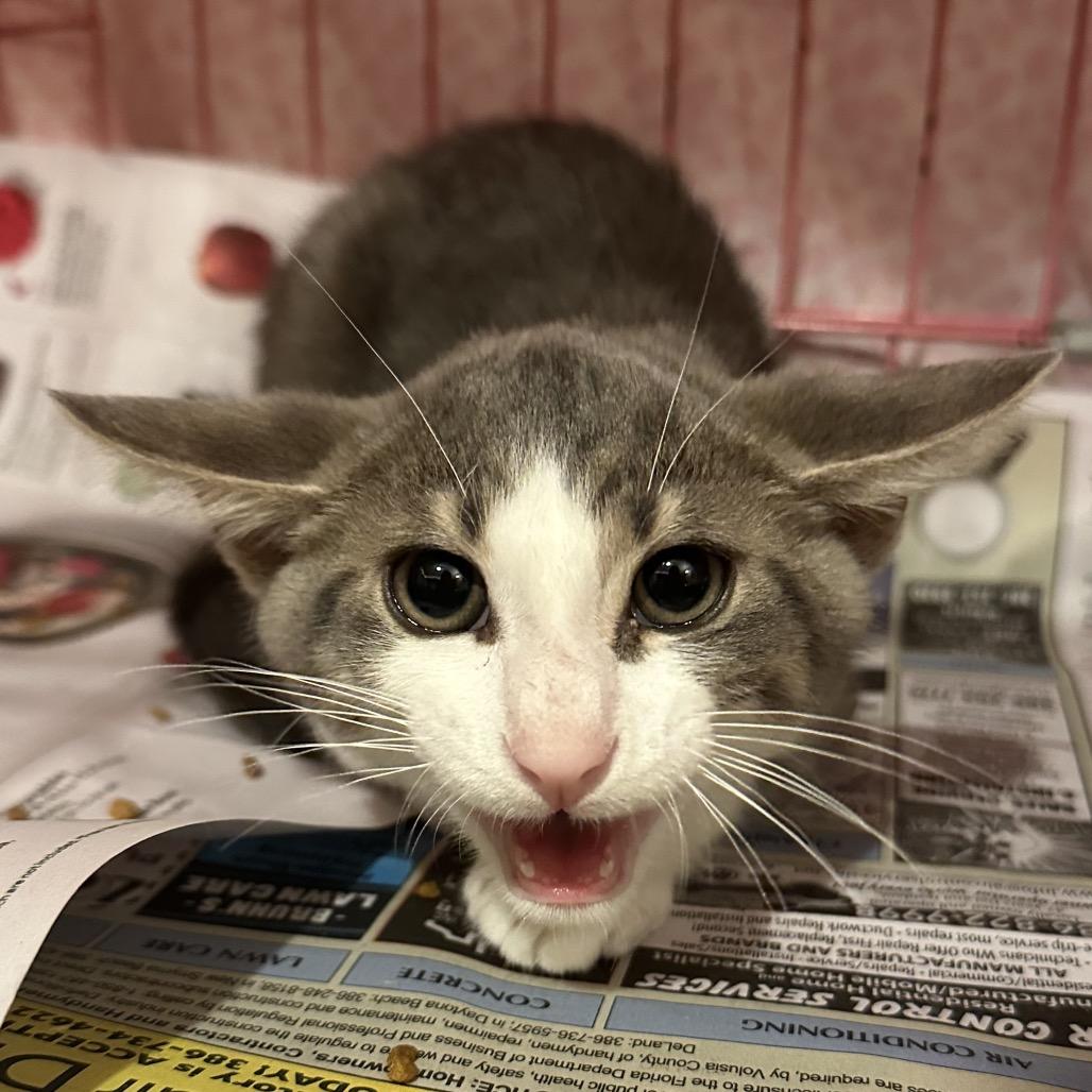 Fudge Round, Adoptable, Young Male Domestic Short Hair.