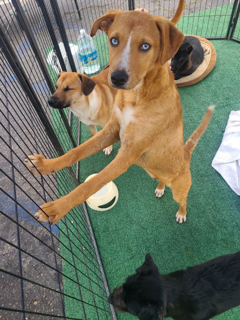 Enlarge Sony, a Adoptable mixed breed in Los Angeles, CA image 1/6