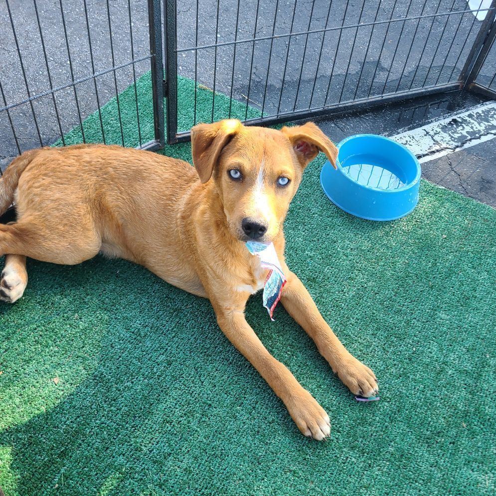 Enlarge Sony, a Adoptable mixed breed in Los Angeles, CA image 2/6