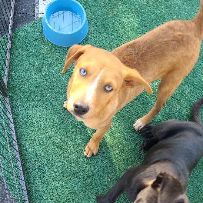 Enlarge Sony, a Adoptable mixed breed in Los Angeles, CA image 3/6