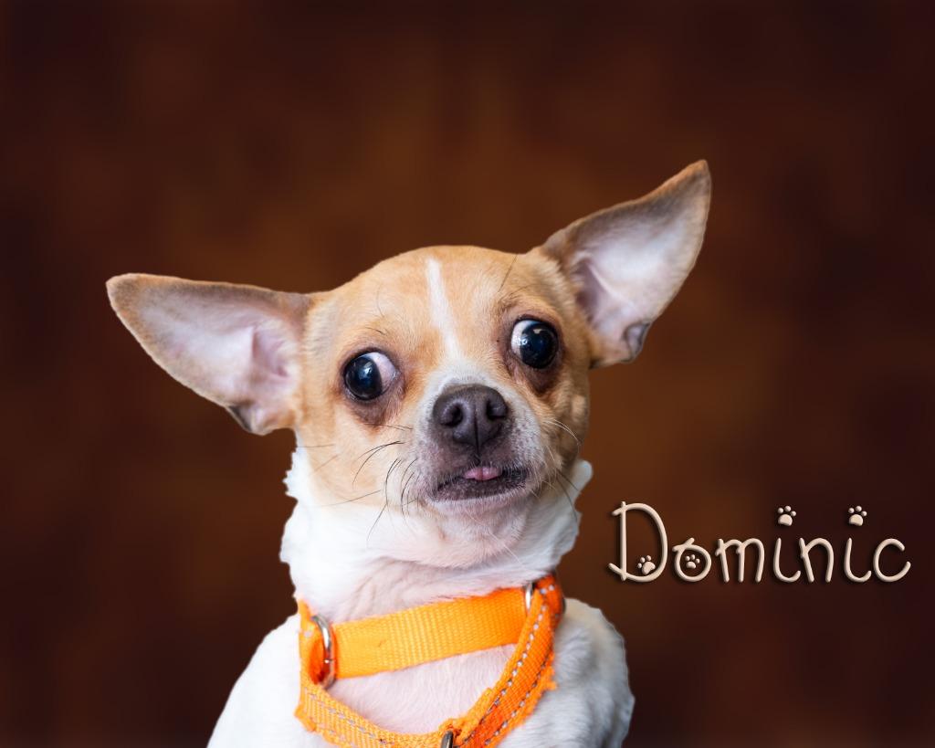 Enlarge Dominic, an adopted Chihuahua in Somerset, PA image 1/1