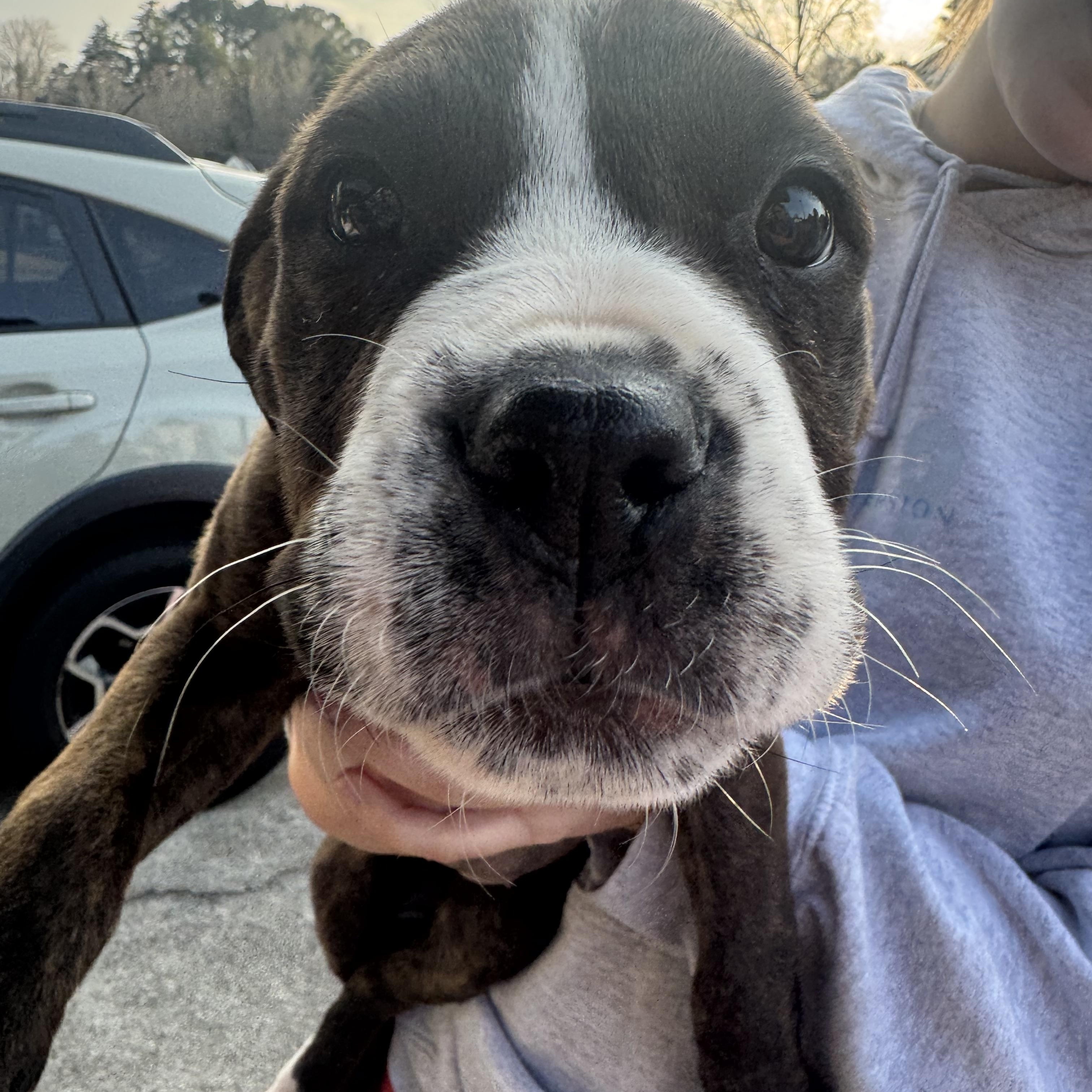 Enlarge Skye, an adopted mixed breed in Grayson, GA image 1/5